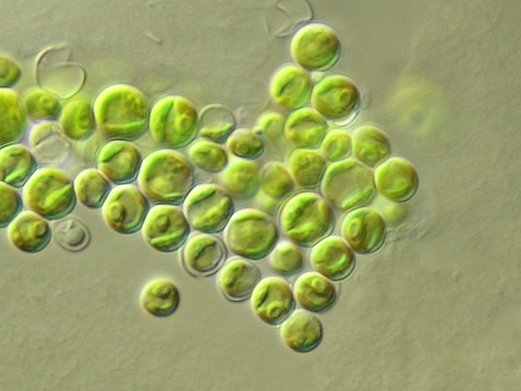 Auxenochlorella pyrenoidosa isolate RLXCh3