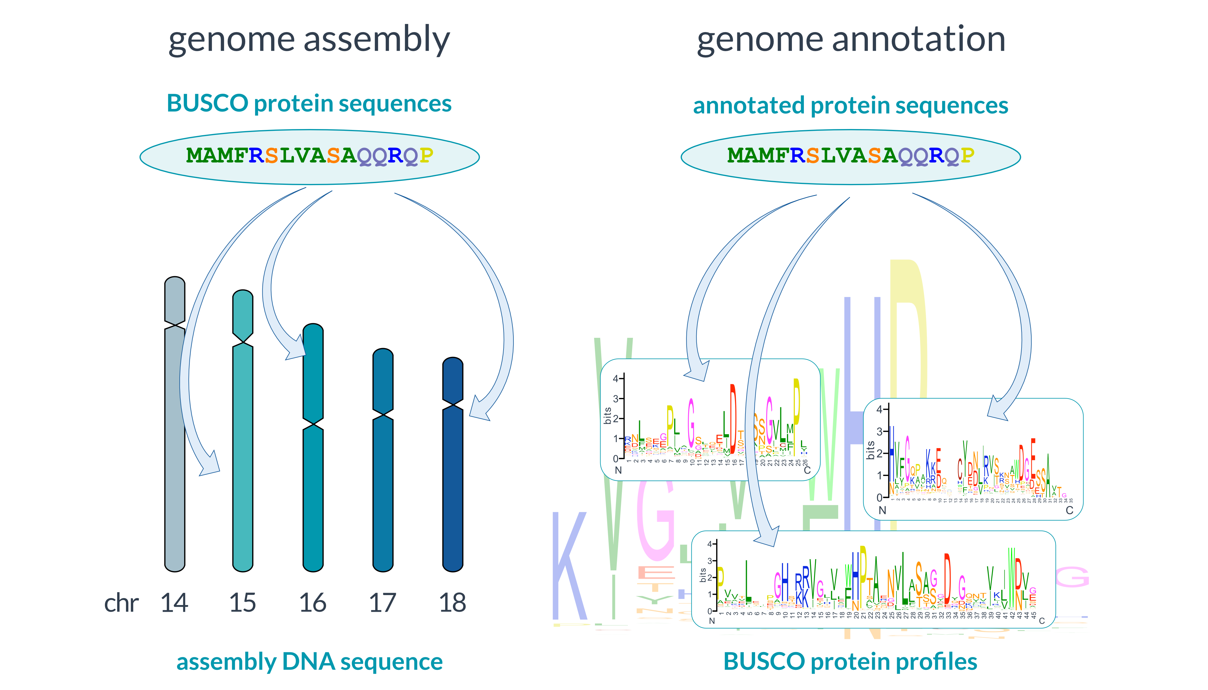 BUSCO completeness myths debunked, part 3
