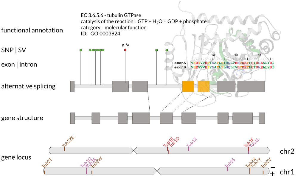 Functional genome annotation, dos and don’ts part 2