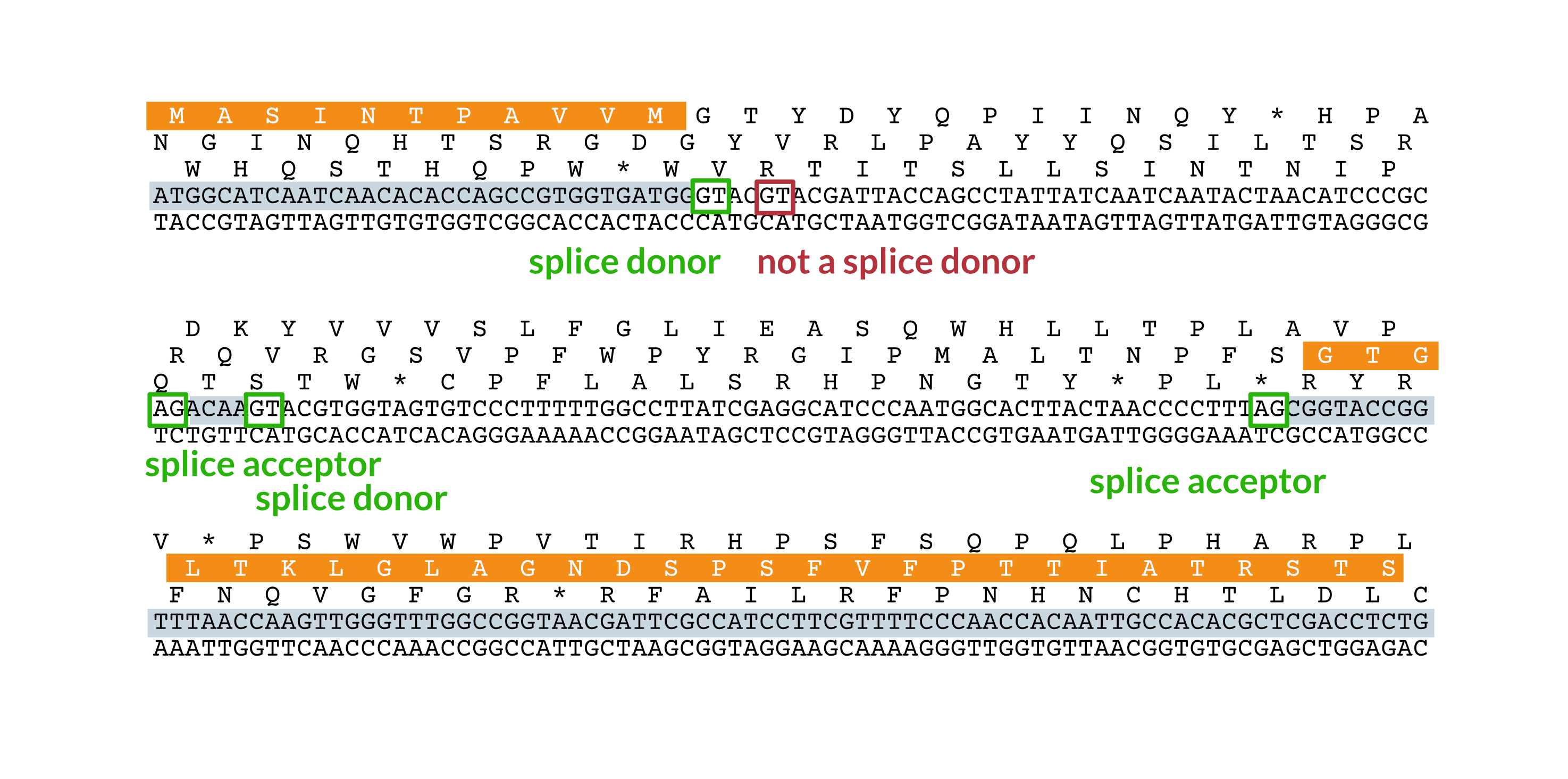 Nano-exons and the architecture of genomic blind spots