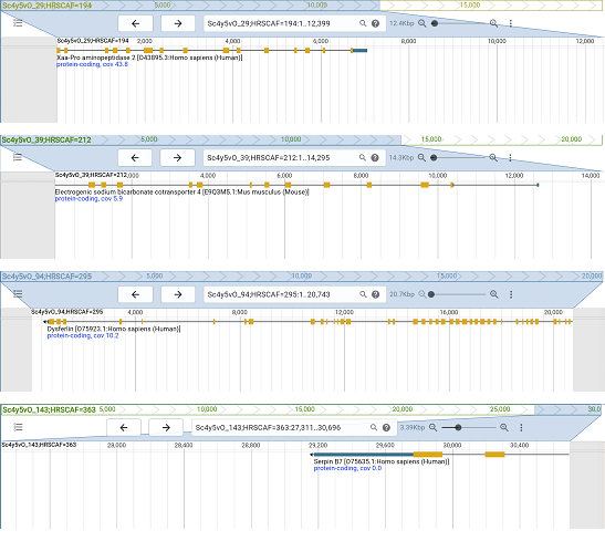 Reasons for annotated proteins without start and/or stop