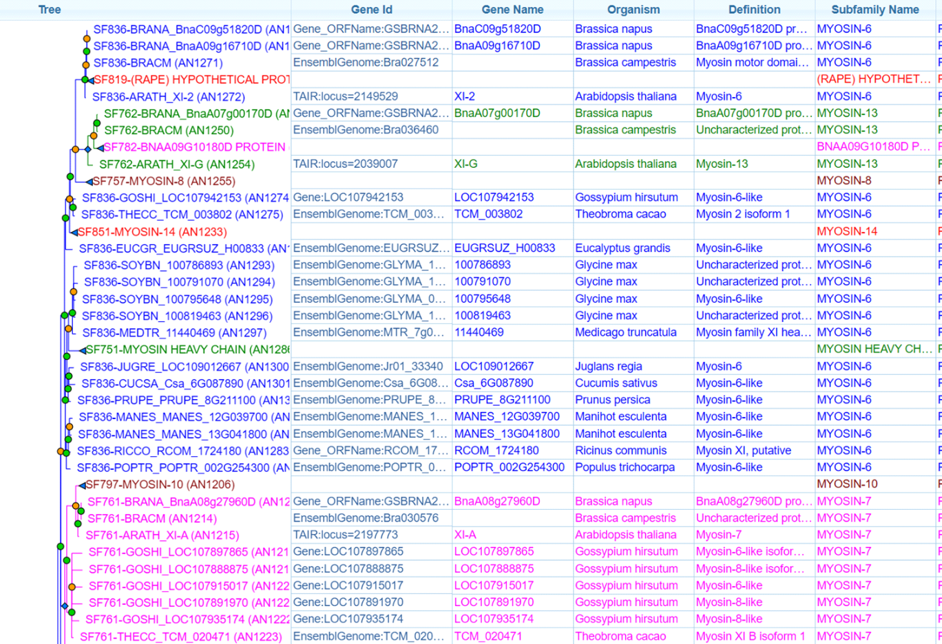Section of the phylogenetic tree of the myosin family from the PANTHER database.