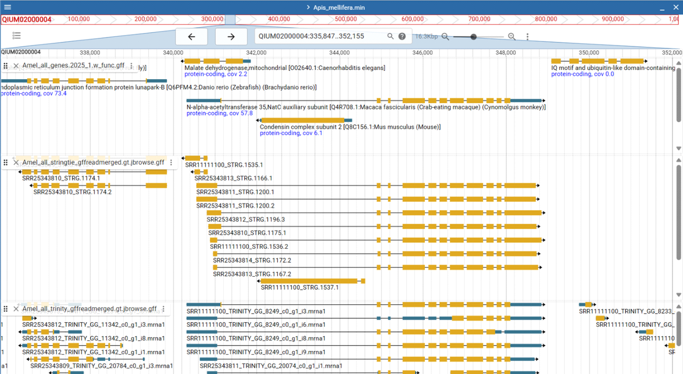 Example with nested genes in Apis mellifera.